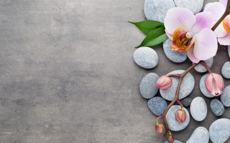 Orchid - stone, grey, pink, orchid, rock, flower