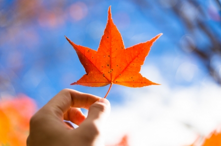 Orange leaf - leaf, toamna, orange, hand, blue, autumn