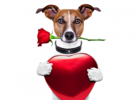 Happy Valentine's Day! - trandafir, jack russell terrier, heart, funny, rose, caine, white, red, dog, animal, cute, flower