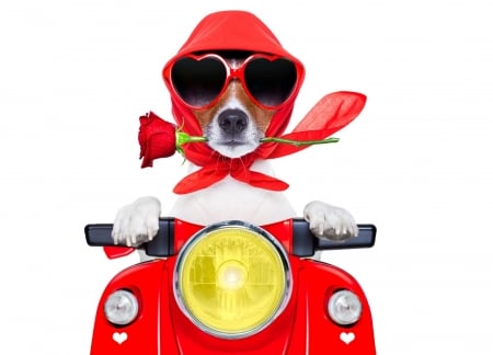 Happy Valentine's Day! - jack russell terrier, valentine, sunglasses, scarf, funny, rose, motorcycle, caine, red, dog, animal, card