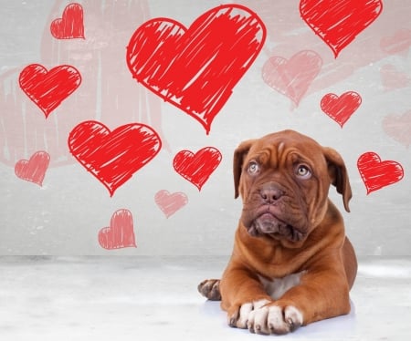 Happy Valentine's Day! - red, animal, caine, valentine, cute, heart, puppy, dog