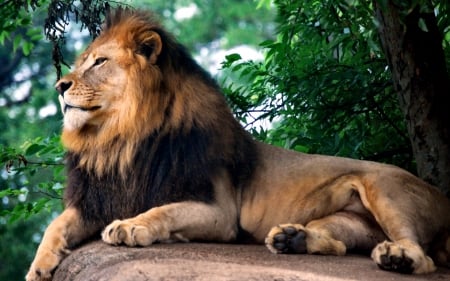 Lion King at the Zoo - beautiful, photography, zoo, photo, wide screen, animal, king, feline, cats, lion, wildlife