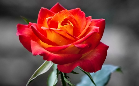 Orange Rose F - wide screen, flower, rose, beauty, beautiful, photo, love, romance, photography, floral