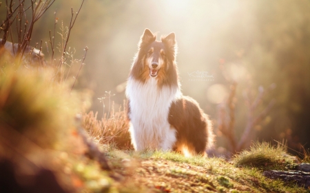 Am I Beautiful - cute, dogs, collie, animals