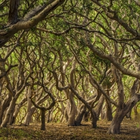 curled trees