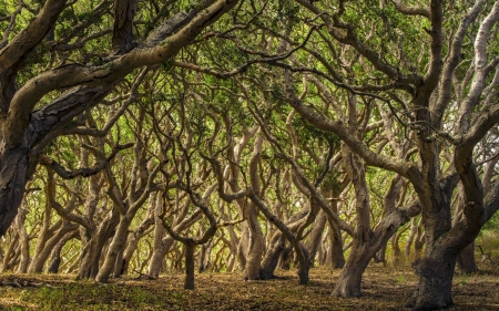 curled trees