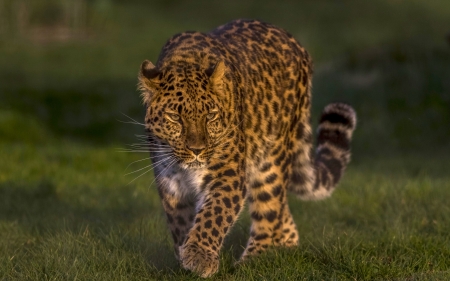 Leopard - leopard, cats, spots, wild, animals