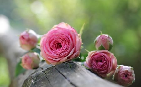 Softness - roses, nature, beautiful, softness