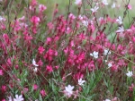 Farm Flowers