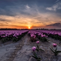 Tulips Field at Sunset