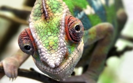 Chameleon - face, red, green, animal, reptile, chameleon