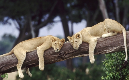 Siesta - lion, animal, lioness, couple