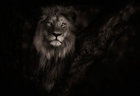 Lion - lion, animal, monochrome, leu