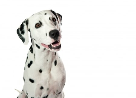 Dalmatian - black, white, animal, spot, cute, dog, caine, dalmatian