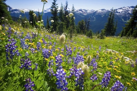 Alpine Flowers on Blackcomb, Canadian Rockies - trees, blossoms, landscape, plants, meadow, mountains