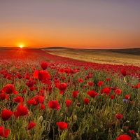 Poppy field at sunset