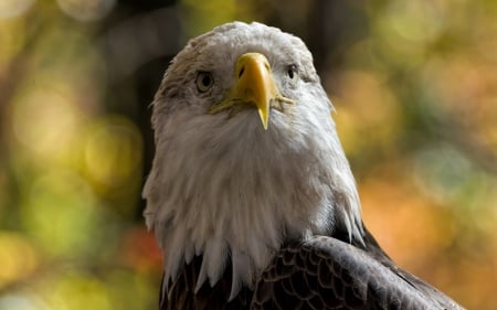 Eagle - white, bokeh, feathers, eagle, yellow, black, pasare, bird