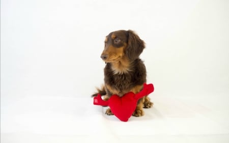 Happy Valentine's Day! - heart, dog, white, red, valentine, cute, caine, puppy, card