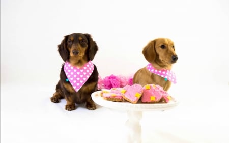 Happy Valentine's Day! - animal, pink, cute, caine, cookies, puppy, card, valentine, heart, couple