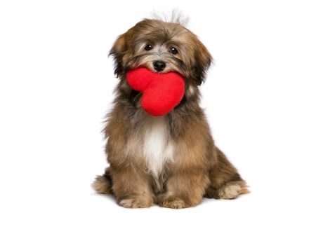 Happy Valentine's Day! - red, animal, cute, caine, sweet, puppy, white, valentine, heart, dog