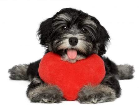 Happy Valentine's Day! - Dogs & Animals Background Wallpapers on ...