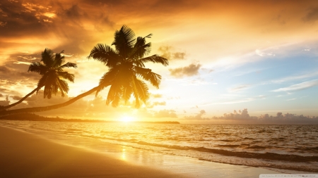 Amazing - sunlight, palms, nature, beaches, sea