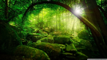 Forest - nature, green, forests, rocks