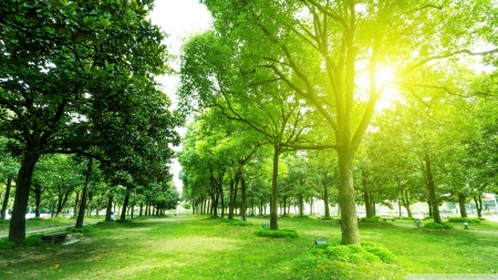 Footpath and Trees in Park - Asia, forests, trees, nature, green