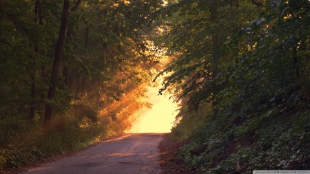 Sunlight Through Trees - nature, sunlight, forests, trees