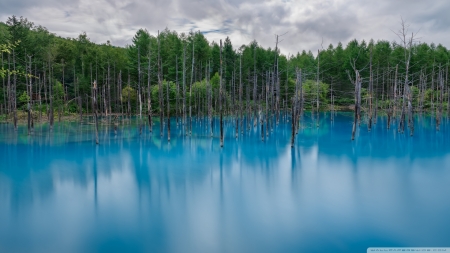 Flooded Forest - forests, nature, Japan, Hokkaido