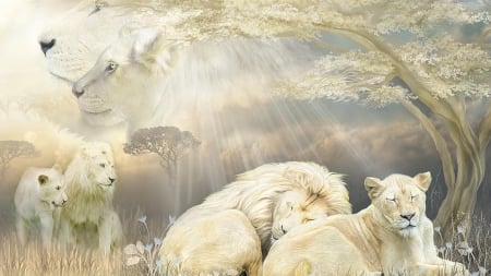 Spirit of the Lion - lions, mates, light, king, spiritual, africa, wild cats, sunrays, tree, firefox persona theme