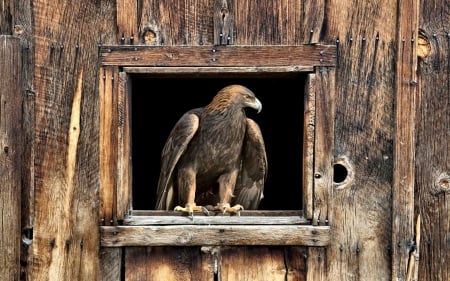 Golden Eagle in Barn Window - bird, avian, beautiful, photography, photo, raptor, wide screen, eagle, animal, golden, wildlife