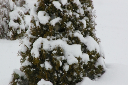 Snow fall on Junipers - winter, junipers, landscape, snow