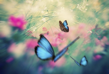 â™¥ - butterflies, animals, soft, blue