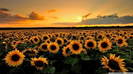 Sunflowers - nature, fields, sunflowers, flowers