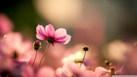 Pink Cosmos Flowers - nature, japan, flowers, asia, cosmos