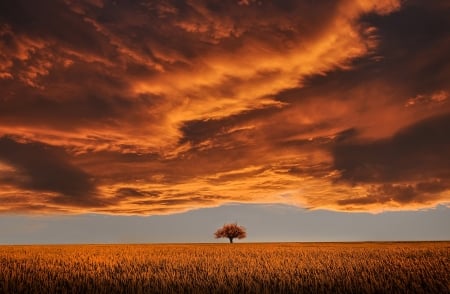 Nature - nature, cloud, field, golden, tree, sky