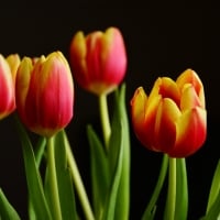 Tulips