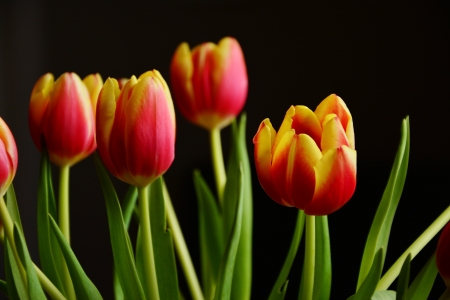 Tulips - flowers, tulips, nature, summer, macro, splendor