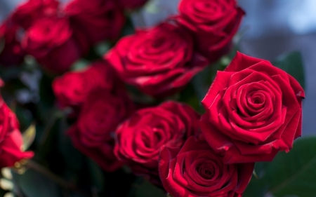 Love - roses, passion, red, romance, love, bouquet