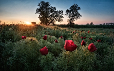 Sunset Meadow - Sunset, Flower, Nature, Meadow