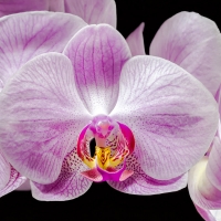 Beautiful Orchids