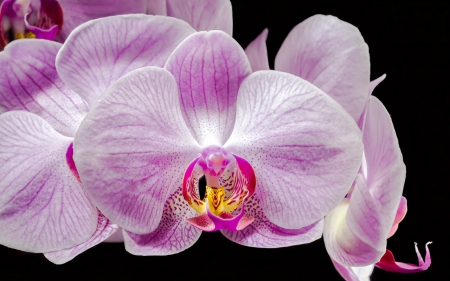 Beautiful Orchids - flowers, orchids, petals, bloom