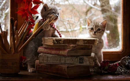 Still Life - anima, books, still life, cat