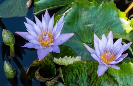 Blue Lotus - blossoms, leaves, petals, waterlily