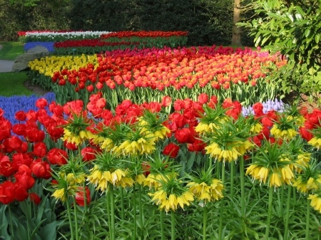 Butchart Gardens, Canada - tulips, blossoms, lilies, plants, spring, British Caledonia, colors