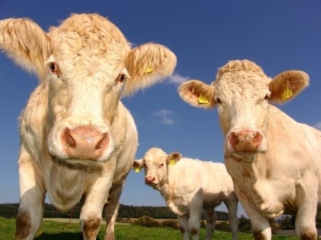 Cows for Elaine (Collie Smile) - looking, white, meadow, funny