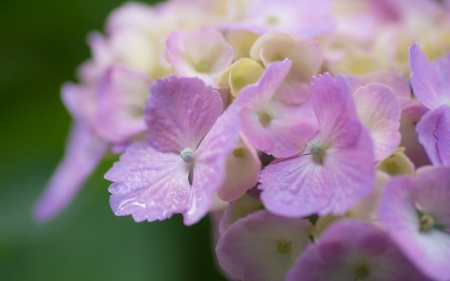 Hydrangea - summer, flower, pink, hydrangea, skin