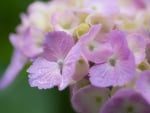 Hydrangea