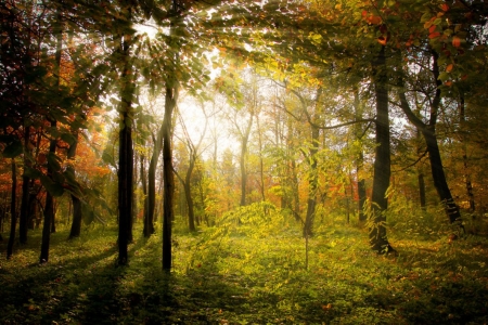 Autumn Rays - nature, rays, autumn, trees